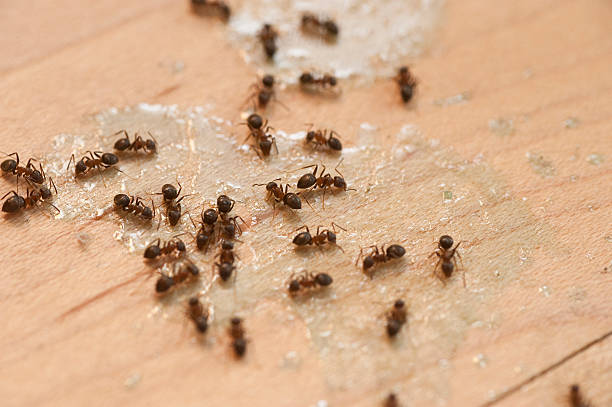 Best Pest Inspection Near Me  in Shelby, MT